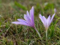 Kleine und große hellviolette Herbstzeitlose Blüte